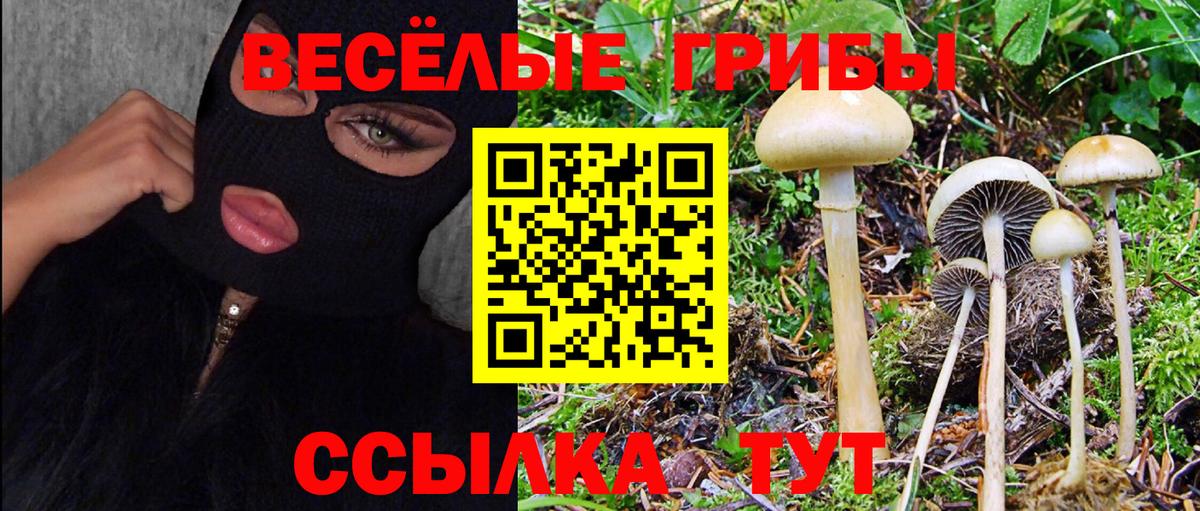 купить закладку  Вход с VPN  Курчатов  Галлюциногенные грибы Psilocybine cubensis 